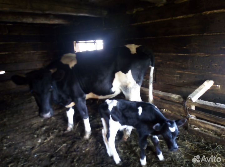 Продам корову с теленком и одна стельная