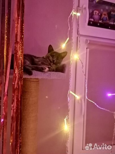 Кошка для вязки