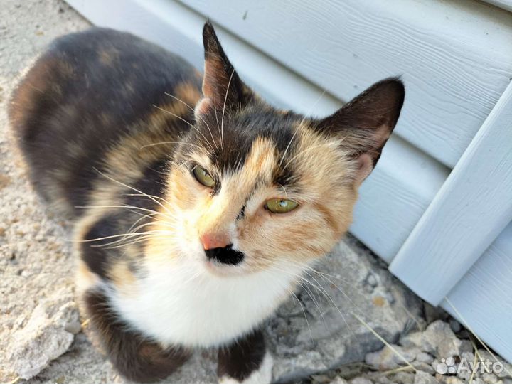 2 кошки. Милых