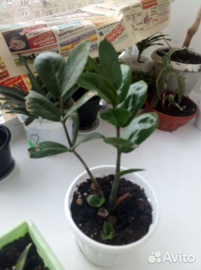 Комнатные цветы