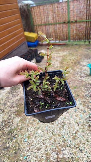 Жимолость Синяя Птица