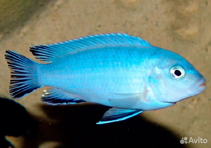 Цихлида Псевдотрофеус Пиндани или Соколофи (Chind