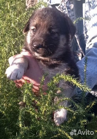 Щенки мальчики и девочки
