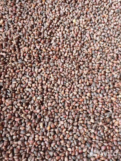 Кедровый орех