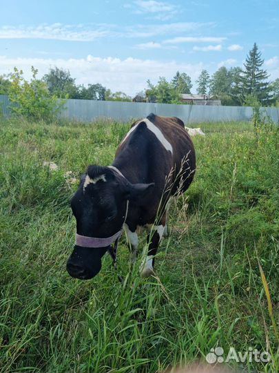 Корова стельная дойная