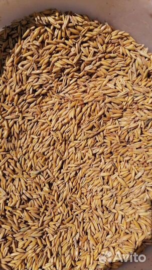 Дробленка,ячмень,пшеница,овес,кукуруза