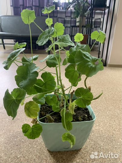 Герань бесплатно