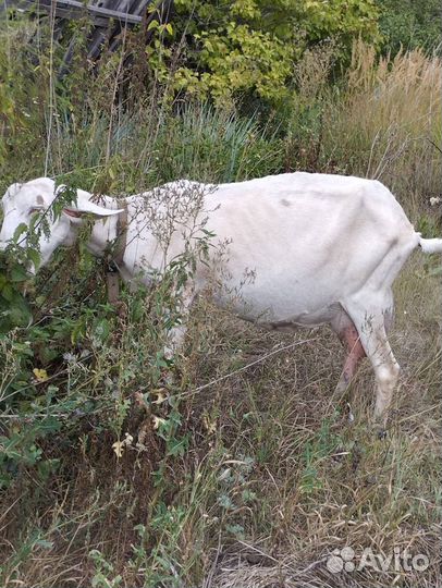 Продам козу дойную (зааненская)