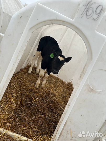 Бычки и телята