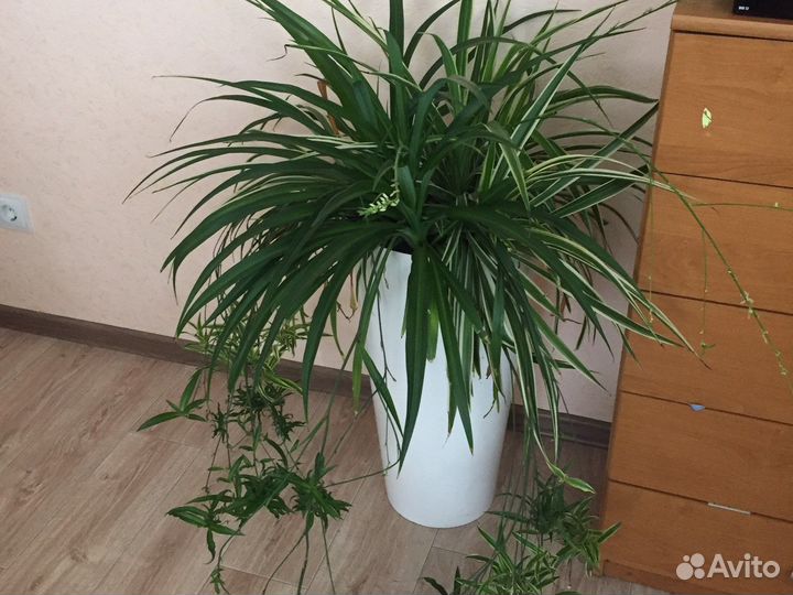 Хлорофитум