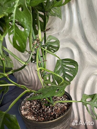 Монстера Обликва Манки Маск