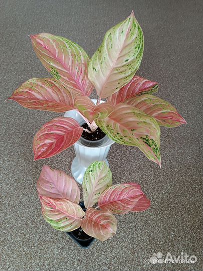 Аглаонема Бидадари(22.09 обновлено)