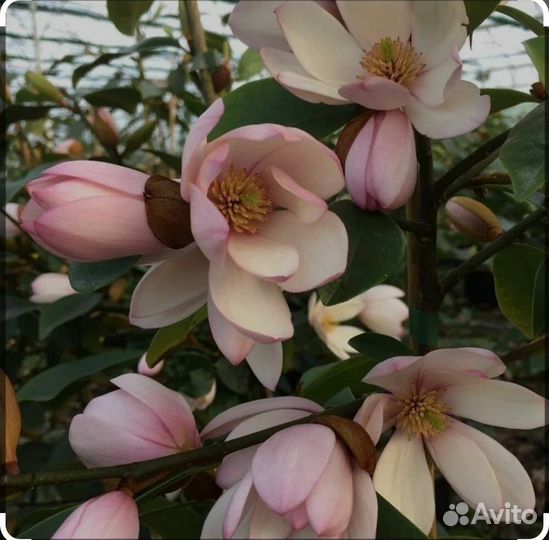 Магнолии вечнозеленые(новые сорта)