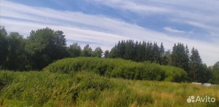 Черенки ивы Американка (американка гигантская)