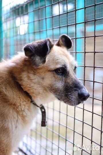 Собаки из приюта в добрые руки