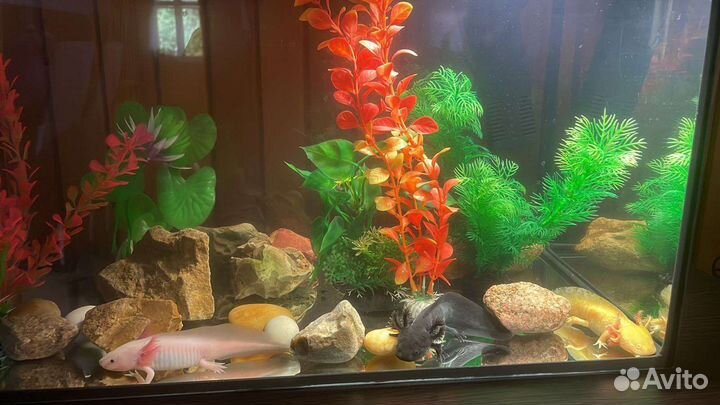 Аксолотли белые,черные.Аквариум под них