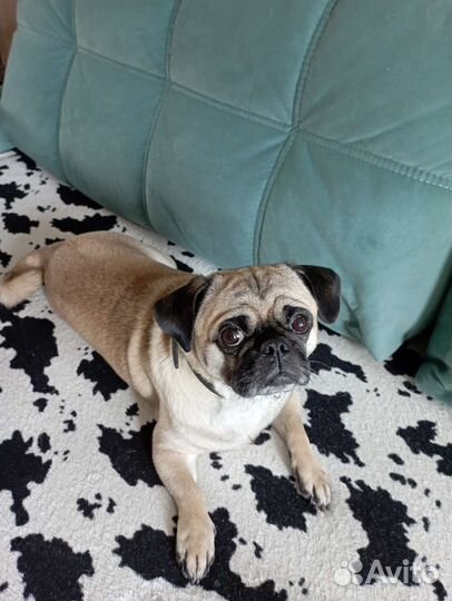 Мопс вязка мальчик