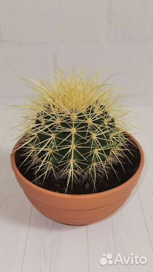 Золотой шар или кактус эхинокактус