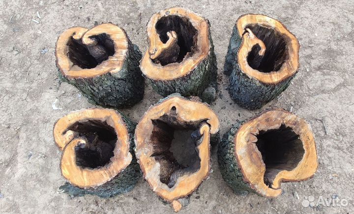 Спилы из ольхи. Деревянные пни для творчества