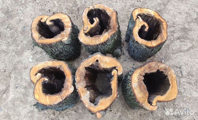 Спилы из ольхи. Деревянные пни для творчества