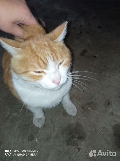 Кот