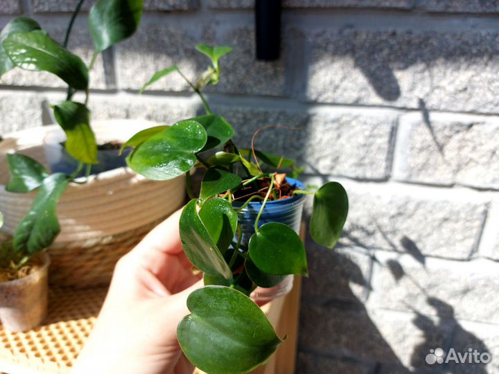 Филодендрон сканденс есть доставка