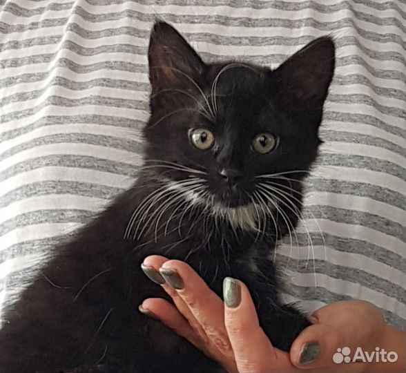 Котята в добрые руки бесплатно