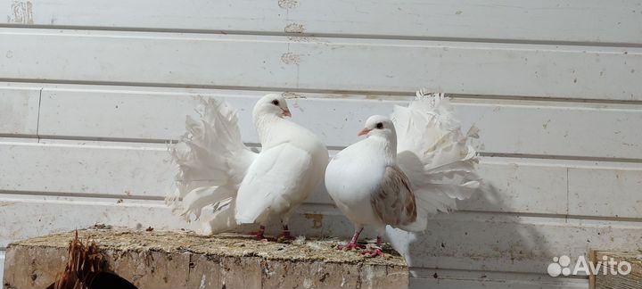 Голуби павлины