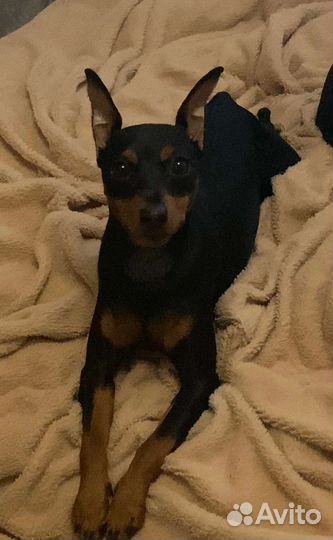 Цвергпинчер