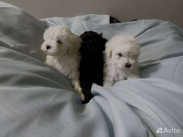 Щенки той-пудель