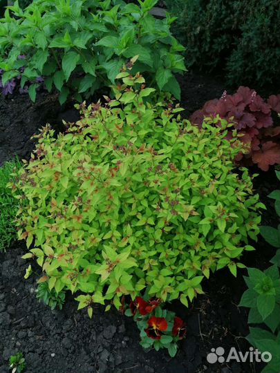 Спирея японская Фаерлайт