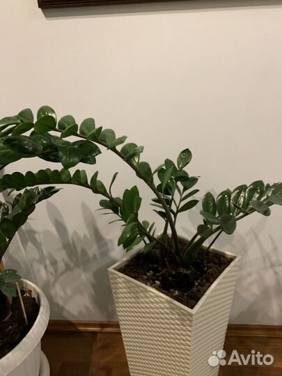 Замиокулькас (долларовое, денежное дерево)