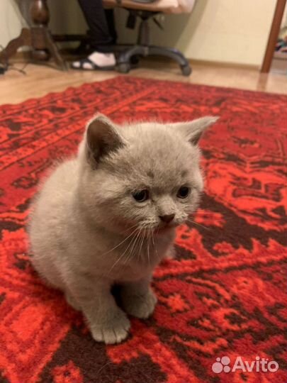 Британская