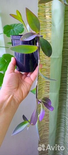 Традисканция и хлорофитум