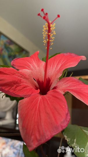 Гибискус китайская роза Купера