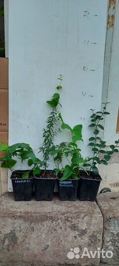 Набор экзотики мирт карисса пассифлора лимон кофе