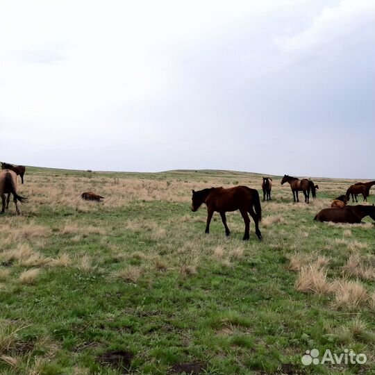 Продам лошадей,кобыл,жеребят