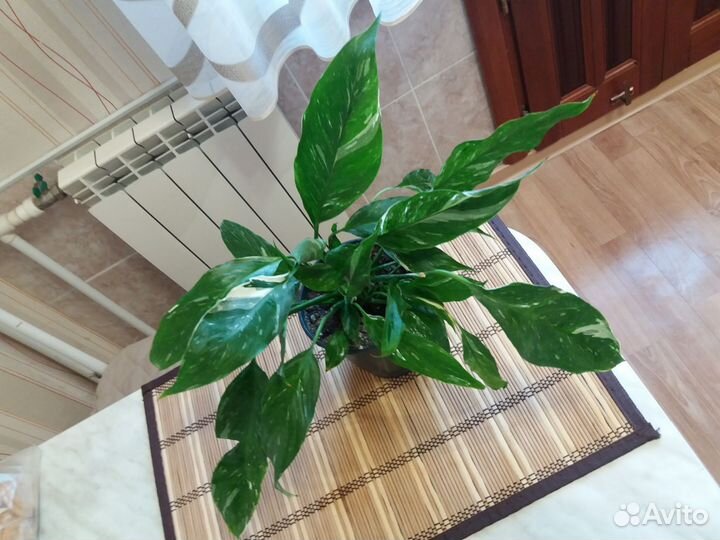 Спатифиллум даймонд