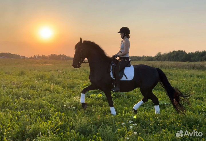 Андалузо-фризская кобыла 8 лет