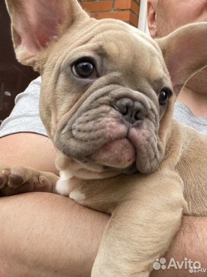 Французский бульдог щенок мальчик 3 месяца