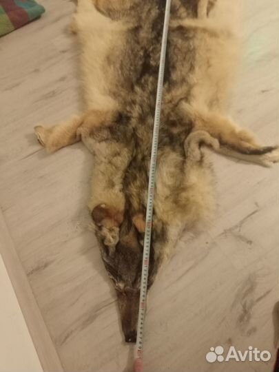 Продам шкуру волка