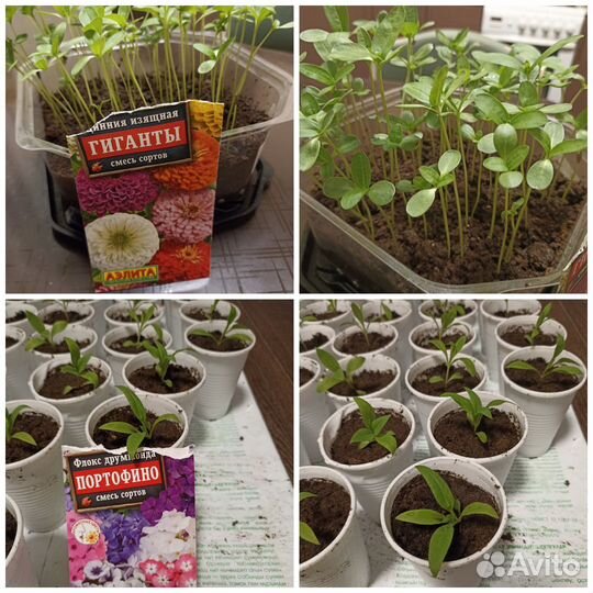 Продам рассаду цветов