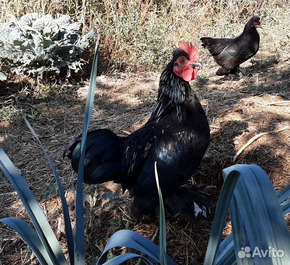 Петухи Бентамка