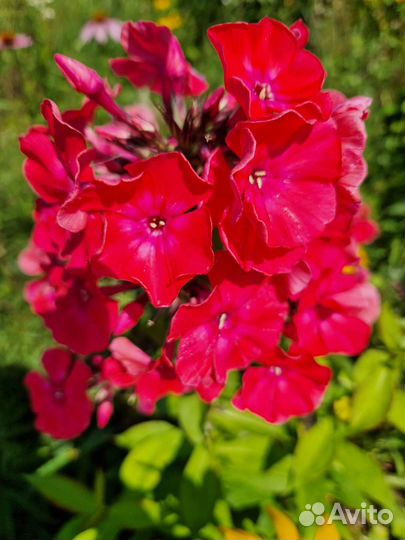 Флоксы метельчатые, эхинацея пурпурная, хризантемы