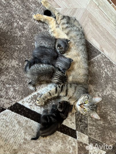 Котята в добрые руки