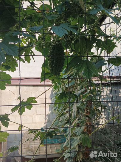 Семена момордики