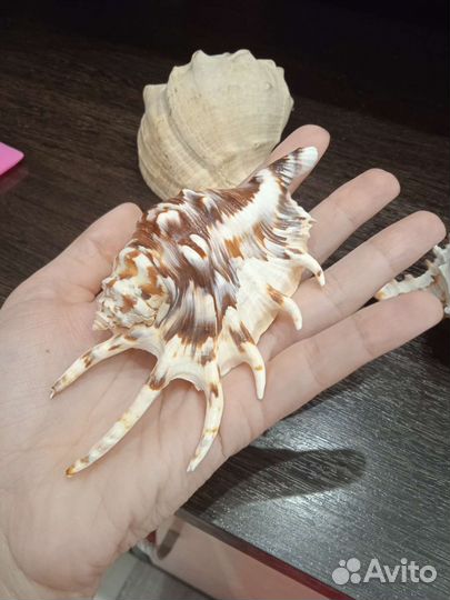 Морские ракушки раковины