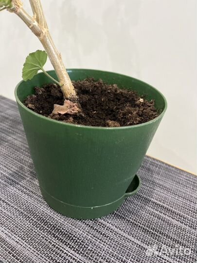 Герань с красными цветами