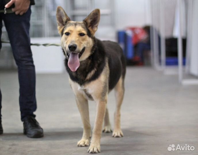 Метис немецкой овчарки