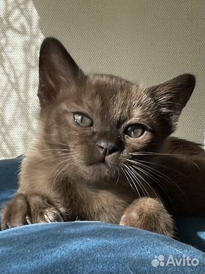 Бурма девочка соболь Последняя девочка